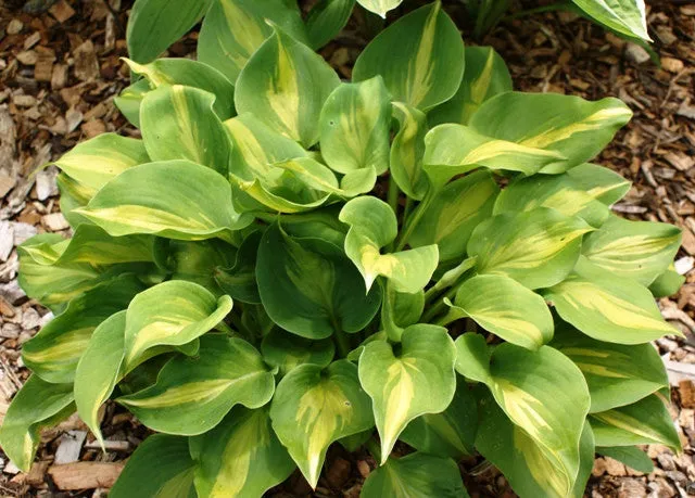 Olive Branch Hosta