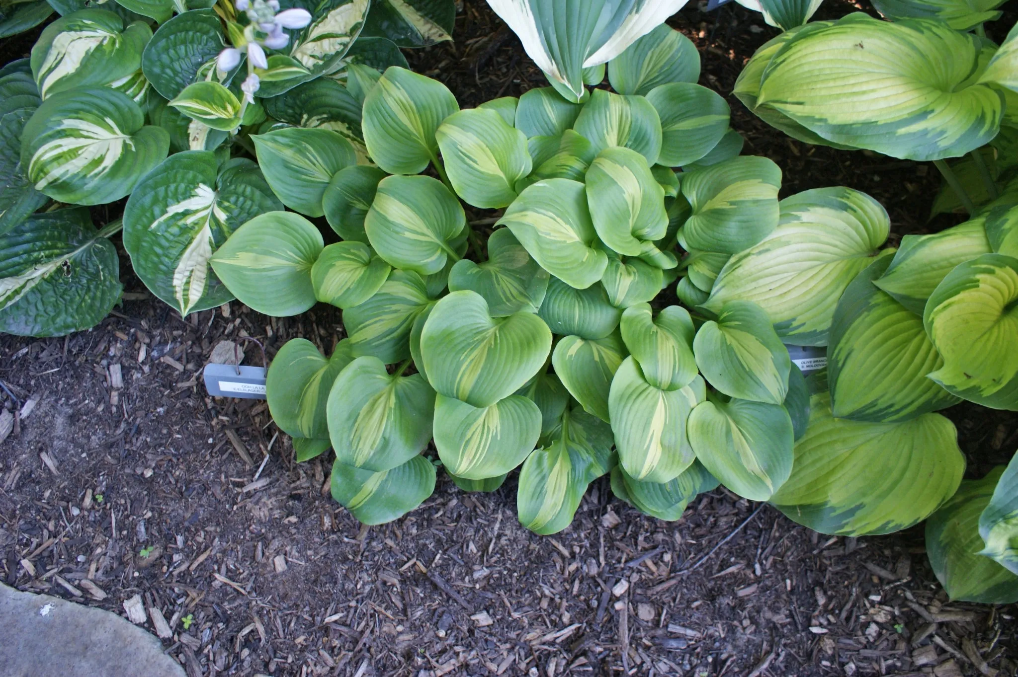 Olive Branch Hosta