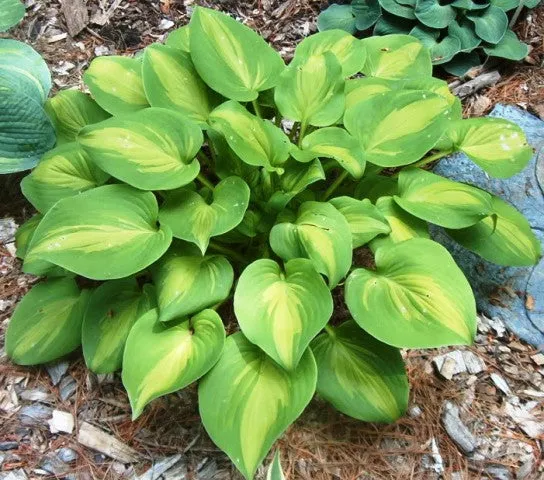 Olive Branch Hosta